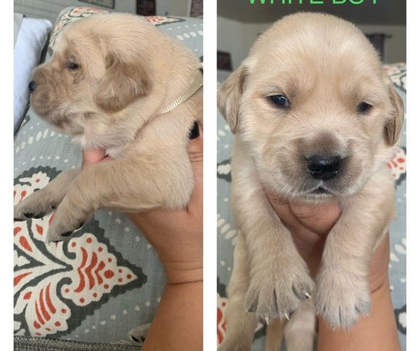 Golden Retriever Puppies Idaho Boise