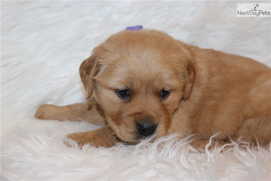 Golden Retriever Puppies Rockford Il Club Golden Retriever