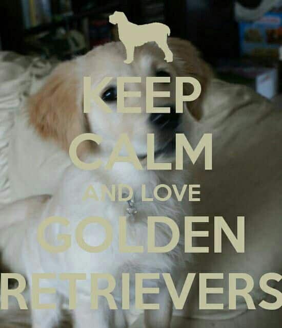 Pin by Saleha Ghausi on Golden Retrievers